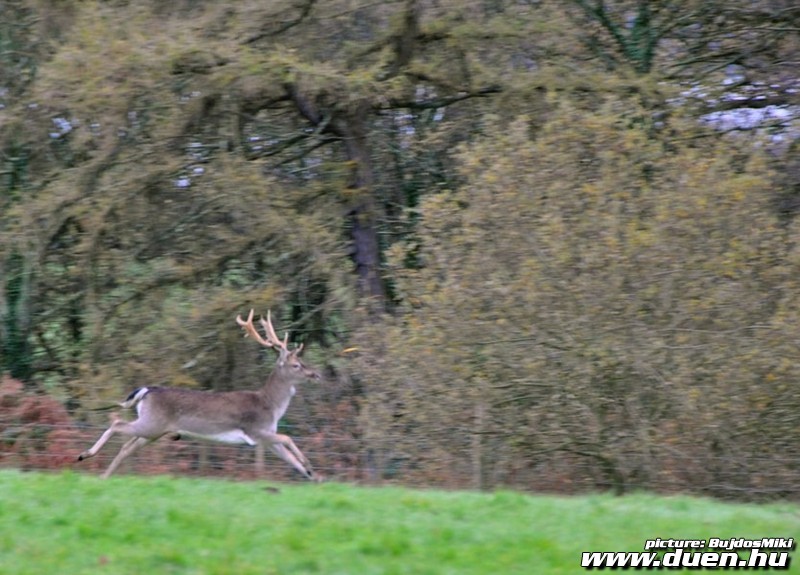 DuEn_Wales2010_BujdosMiki287.jpg