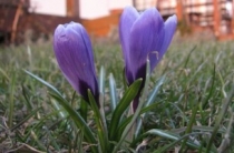czajla