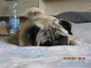 Steevy