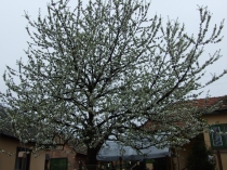 Cz�vek Laci