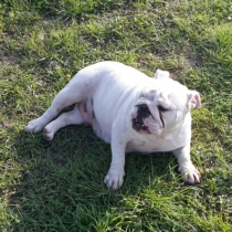 Bumbjko01